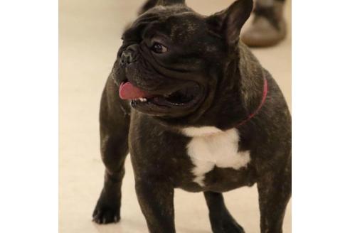 販売中のフレンチブルドッグの親犬